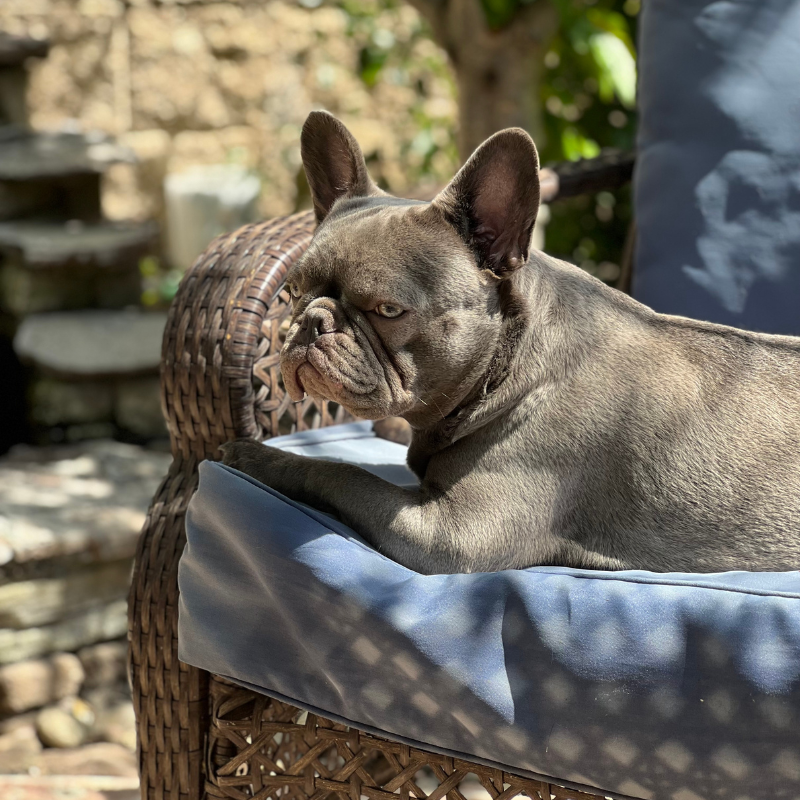 Bleu Frenchie